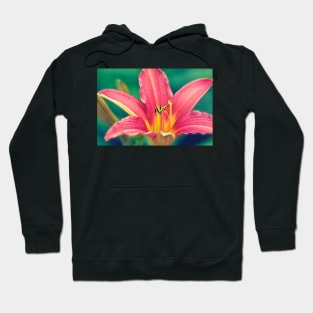 Daylily in Bloom Hoodie